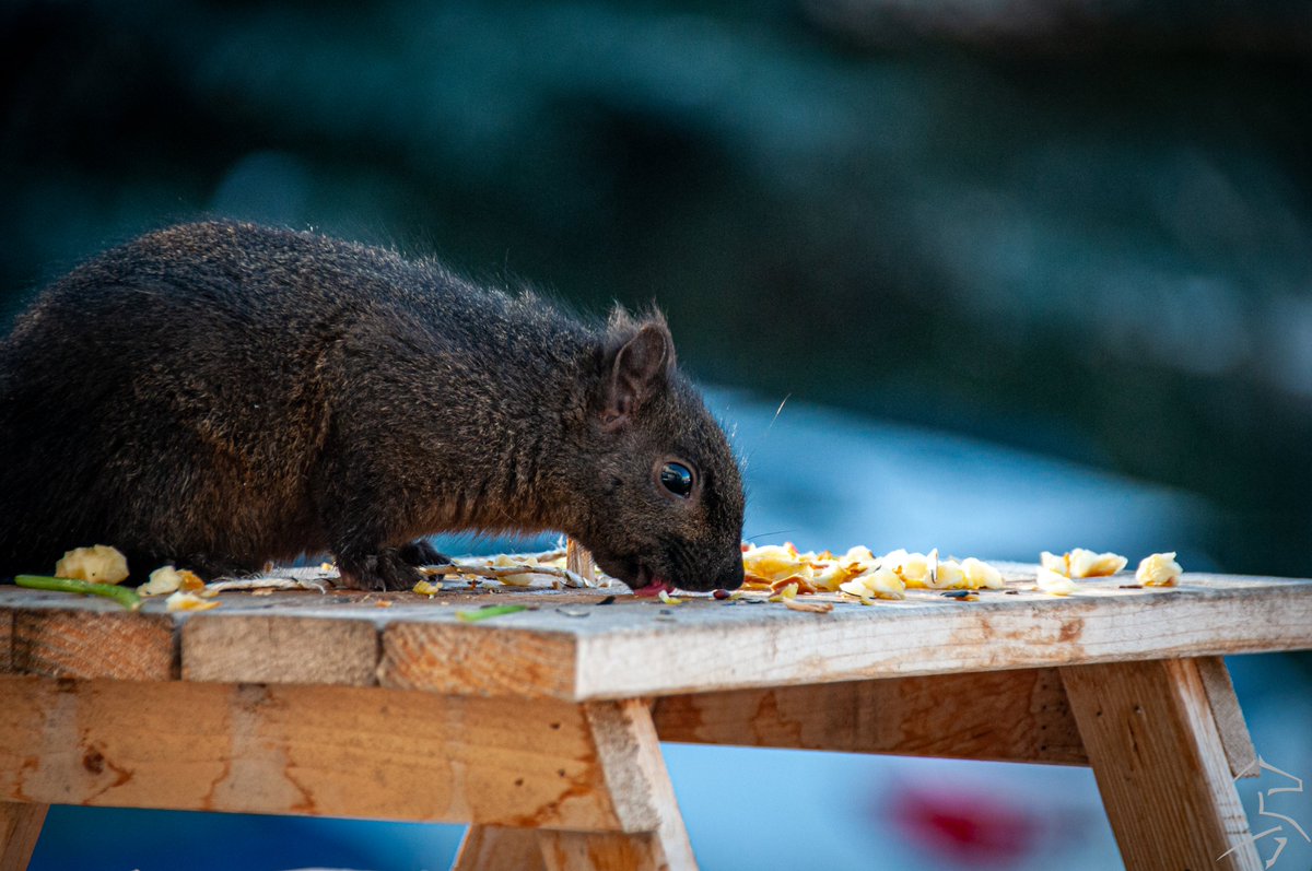 ashleyn_jr's tweet photo. When your friends leave peanut butter behind but you have to lick the table to get it... hahaha
#squirrel #squirreloftheday #squirrellife#squirrelpicnictable #squirrelphotography #backyardpets #adventures #nutty #naturephotography #photography #nikonphotography #photooftheday https://t.co/bqXa5y7Pgw