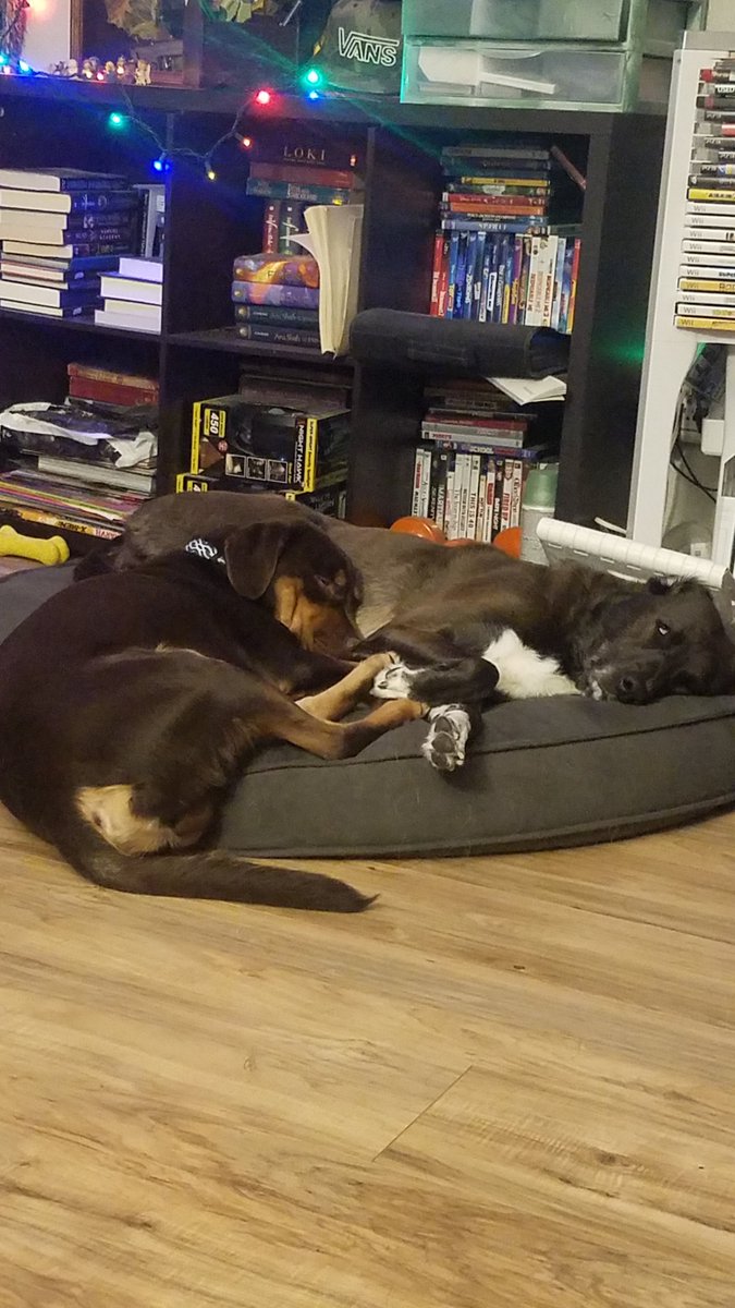 KEricksonWriter's tweet photo. @TheImprovisor We have 2 big dog beds in the living room and how do my dogs choose to sleep https://t.co/Pd7eTgkp0A