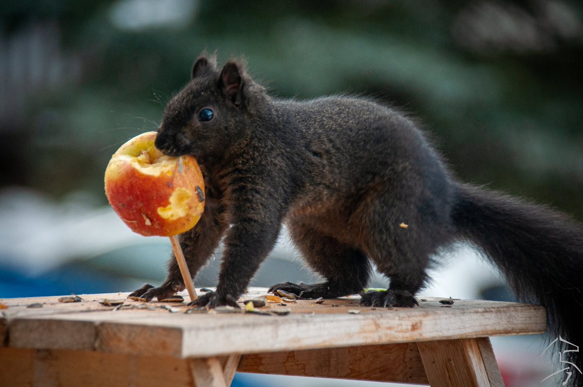 ashleyn_jr's tweet photo. When you really don't want to share and try to take the whole treat with you...
#squirrel #squirreloftheday #squirrellife  #squirrelwatching #squirrelpicnictable #backyardpets #adventures #nutty #naturephotography #photography #nikonphotography #photooftheday #thursdaymotivation https://t.co/EiRupkrJ5r