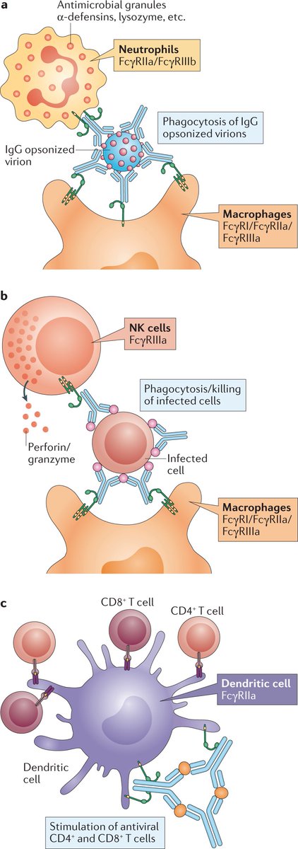 mmw_lmw's tweet photo. #Antibody_Dependent_Enhancement | The role of #IgG_Fc_Receptors | Jeffrey Ravetch @RockefellerUniv @NatRevImmunol https://t.co/1UoEwvUPvw | #2020_ReCapAugust https://t.co/KL0bsTzKOK