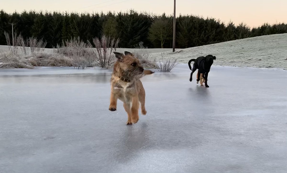 fleurrbie's tweet photo. Captions please...!!!???? #Teal #MrScout #BabyBrack ...
(photos come with a HSE memo.. ice is very thick.. pond is actually flooded field and only inches deep...) https://t.co/lTOYVaYmFJ