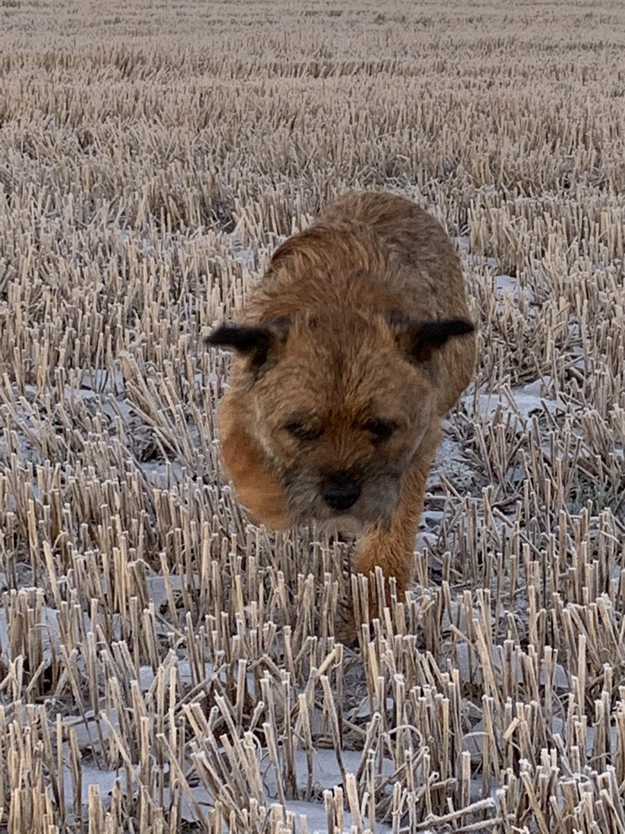 fleurrbie's tweet photo. Captions please...!!!???? #Teal #MrScout #BabyBrack ...
(photos come with a HSE memo.. ice is very thick.. pond is actually flooded field and only inches deep...) https://t.co/lTOYVaYmFJ