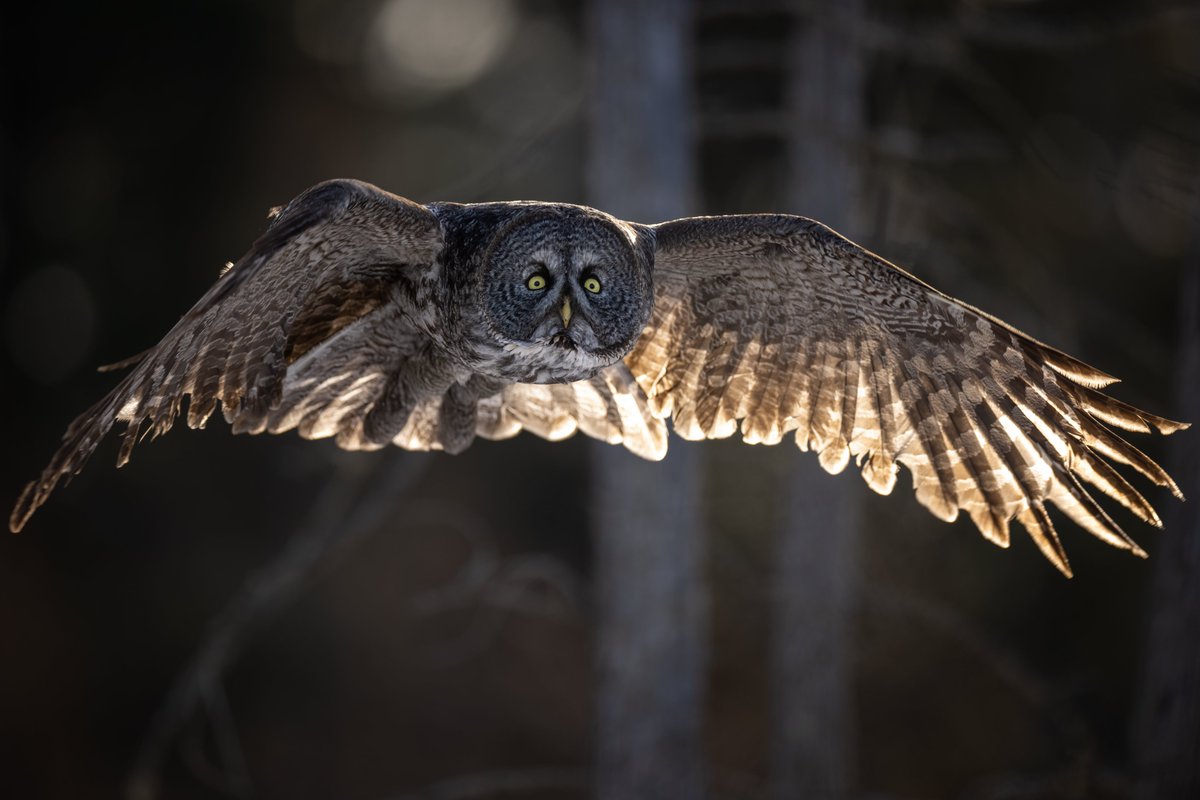 I FINALLY was able to get a (mostly) sharp photo a Great Gray Owl flying towards me. 

This image is uncropped and luckily neither wing tip was clipped.

#Birds #TwitterNatureCommunity