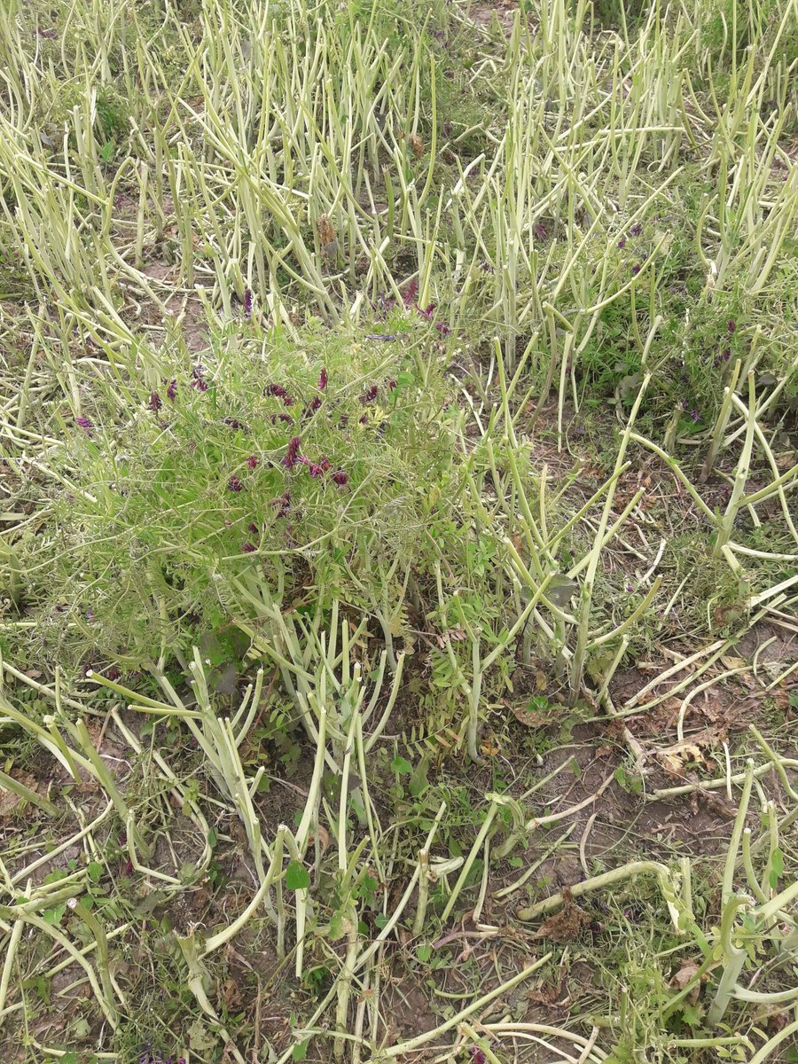 CharollaisRams's tweet photo. An update on the #vetch , #foragerape mix. FAIL, due to the lambs stripping rape back and barely touching the vetch. If I was a vegan vetch would be part of my salad but lambs they're not so keen. https://t.co/UIsvdvJEEx