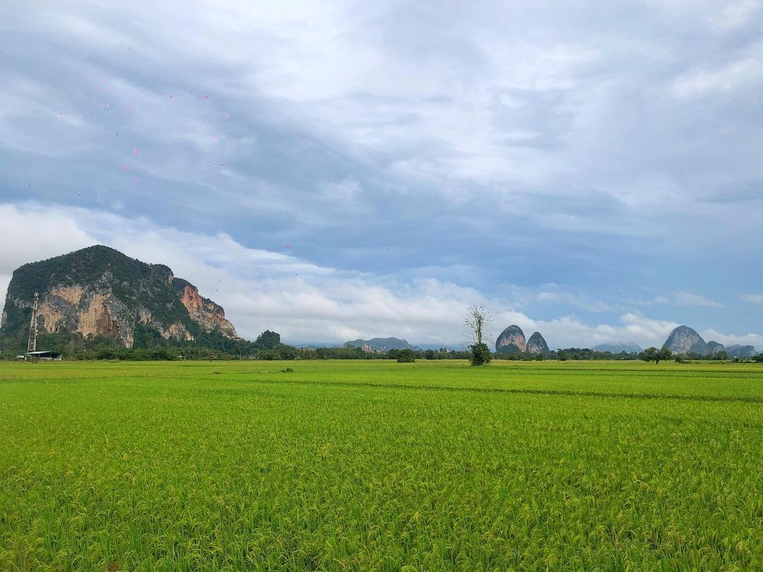 PerlisPermai's tweet photo. 𝗦𝗔𝗟𝗔𝗠 𝗣𝗘𝗥𝗟𝗜𝗦

07 Januari 2021 | 23 Jamadilawal 1442H

Selamat Pagi | 📷 Sawah menghijau @ Kampung Perit, Chuping, Perlis

Kredit foto : IG @parteerawkzstar

#PerlisPermai💛💙 #SelamatPagi🌄 
#JomPiPerlis #Chuping #Perlisku #Malaysia🇲🇾 https://t.co/6dVsmS8IkR