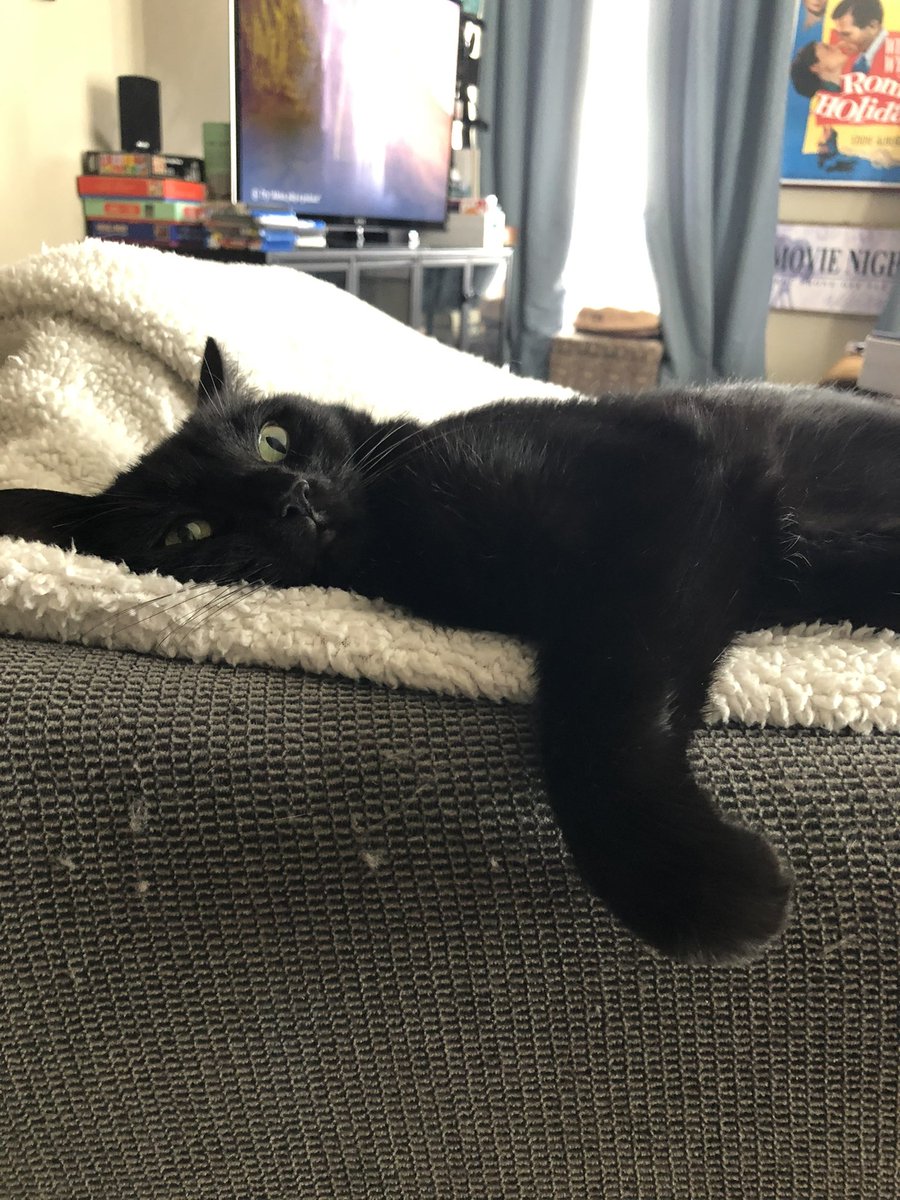 CatsOverCbus's tweet photo. @ShouldHaveCat ...should have a black cat! https://t.co/UHR2SfZ9eD