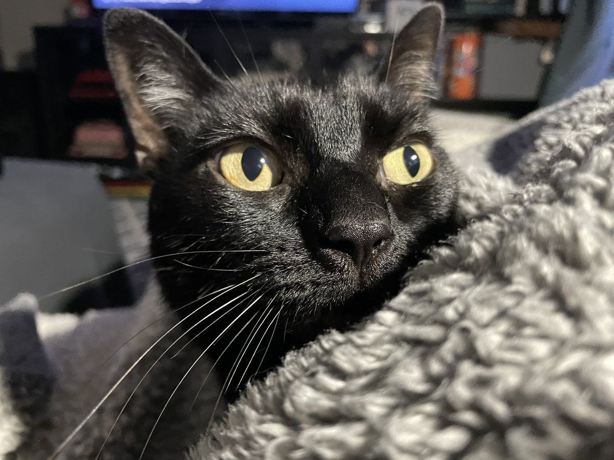 CatsOverCbus's tweet photo. @ShouldHaveCat ...should have a black cat! https://t.co/UHR2SfZ9eD