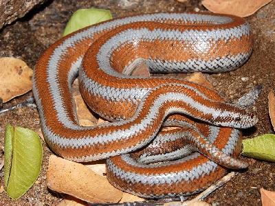 random_snakes's tweet photo. @caraluhring Yes, #TrumpIsNotWell and #TrumpIsNuts and also, there are over 40 boa species and many subspecies. Some of the most notable boas:
1) Brazilian rainbow boa
2) Rosy boa
3) Emerald tree boas
4) Green anacondas are also in the boa family and are the largest boa species https://t.co/5ZaFkUjjFr