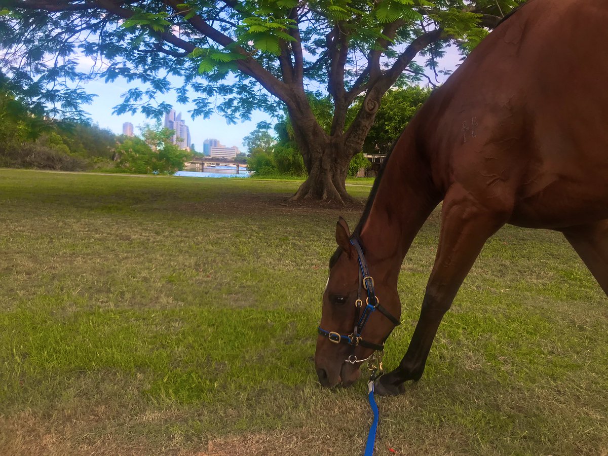 Levi Kavanagh tweet media