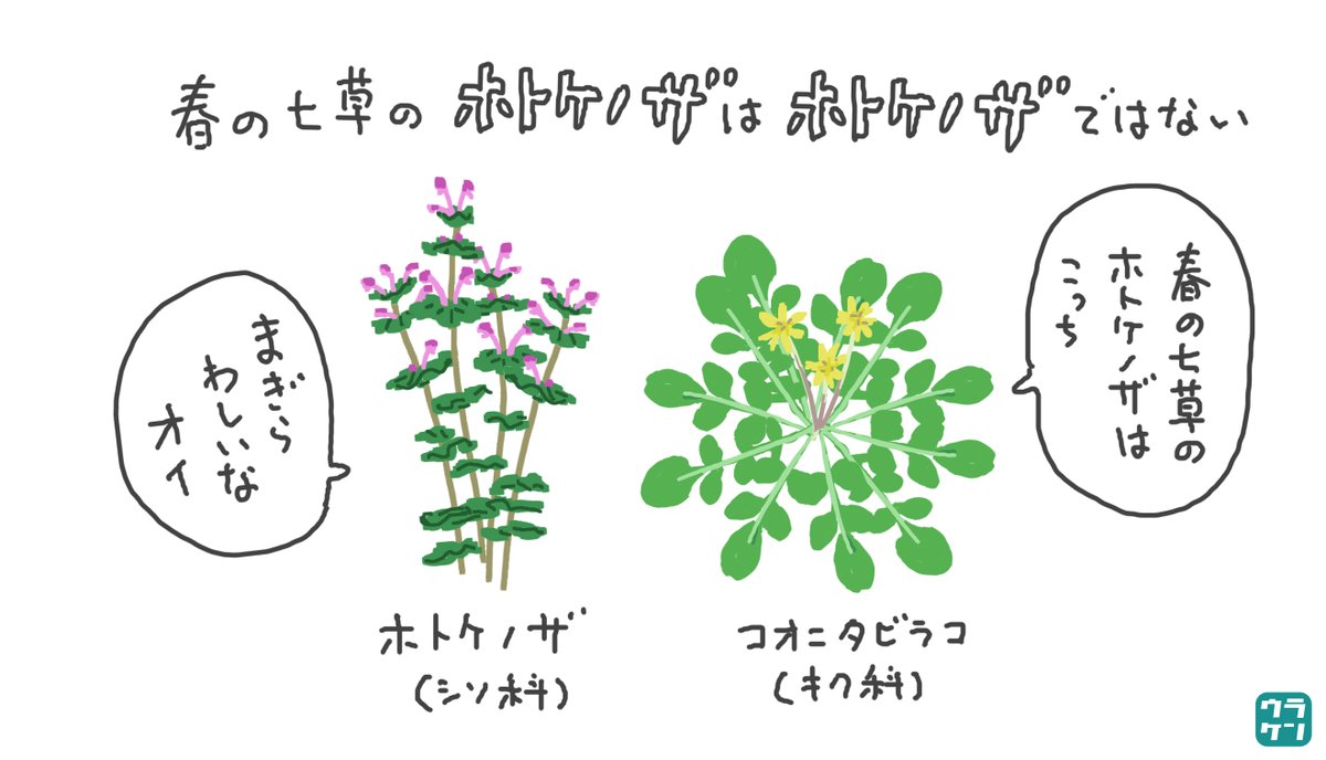 野草の「ほとけのざ」が好きで、「ほとけのざ」を調べたら、春の七草の「ほとけのざ」は、「ほとけのざ」ではないという、ややこしい事実を知ったので、みんなもややこしくなってほしい。

#七草粥
#ホトケノザ 