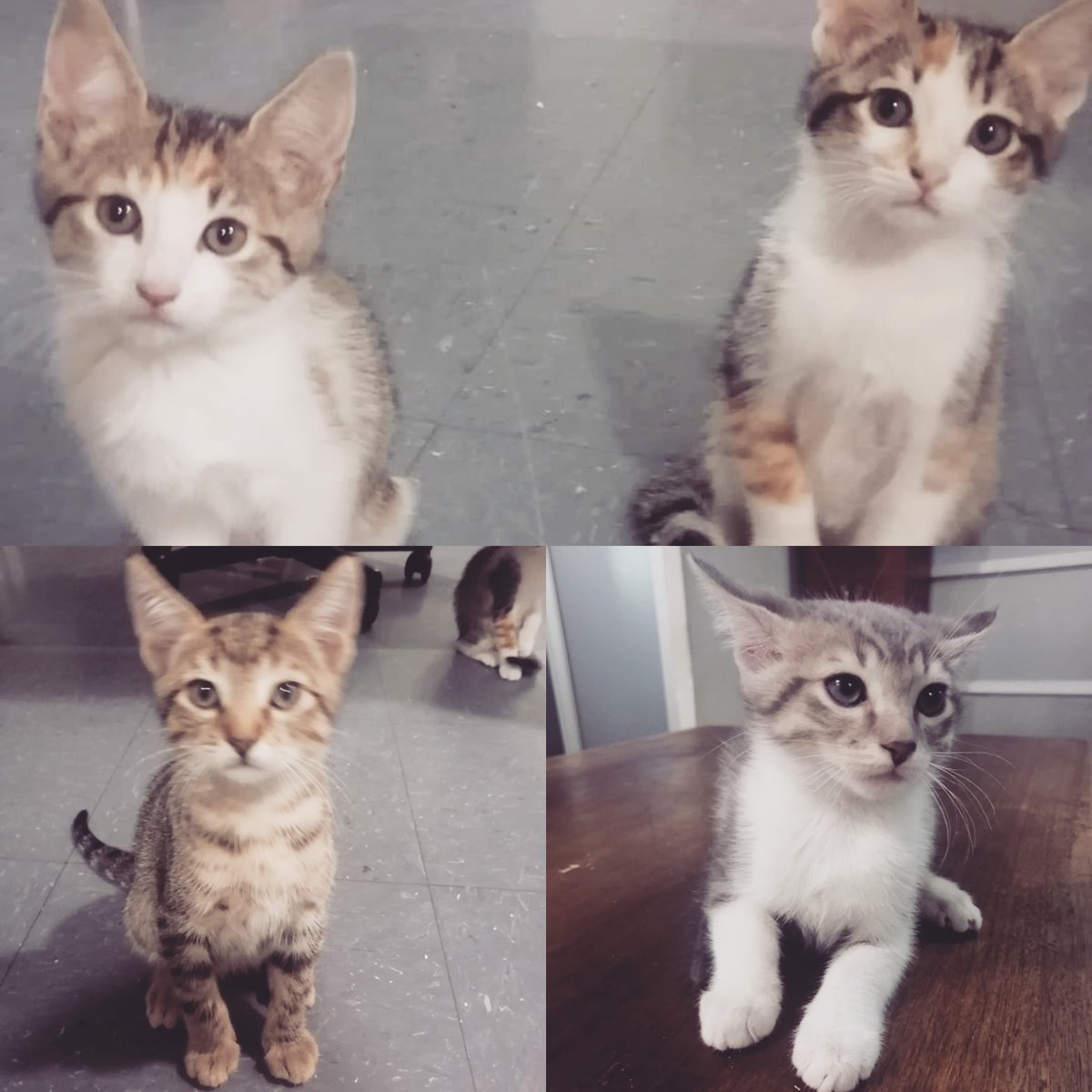 Tenemos 4 gatitos (2 hembras 2 machos) para dar en adopción, su madre llegó a nuestro Mercado a dar a luz hace unos meses. Están desparasitados, ya comen sólido, son muy cariñosos y juguetones. Los podemos trasladar a su nuevo hogar sin problema. 🐱🐈#adopta