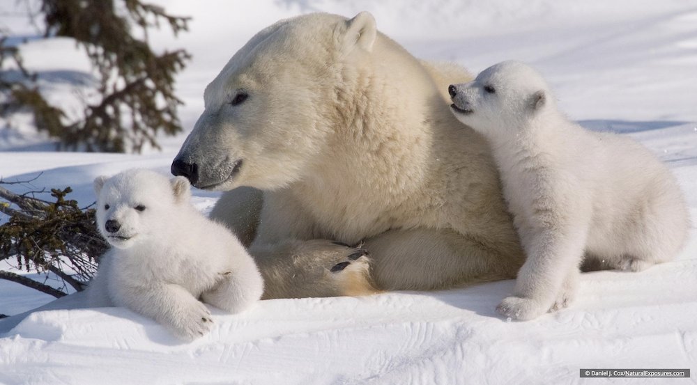 PolarBears's tweet photo. Know a teacher or student interested in polar bears? Our Education Center is packed with resources! 

https://t.co/0qEXDNPx6p #LearningWithPolarBears https://t.co/xPrh6ZjARN