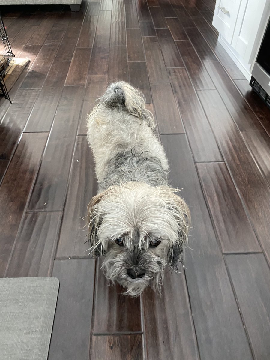 JustinASindelar's tweet photo. @taylorlarick Ginger had a bath https://t.co/3A8daj0Kne