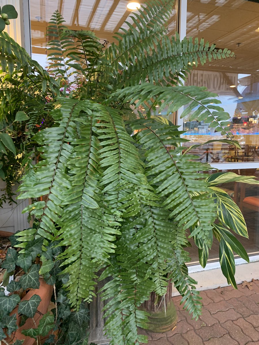 TriosLR's tweet image. Macho fern on our patio this 6th day of January. It likes this protected spot. Come visit it!
Oh... and have some lamb while you’re at it.