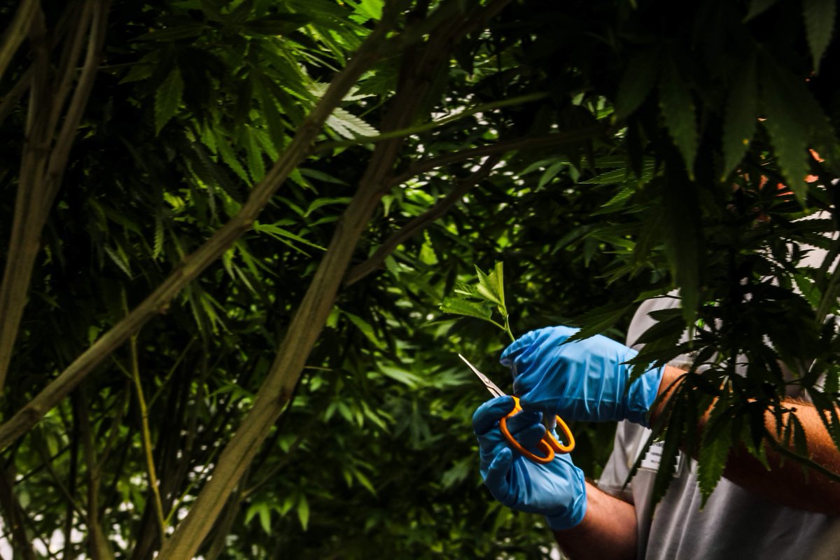 FourTreesMA's tweet photo. Did you catch the NCIA's Cultivation Committee last webinar focused on harvesting and ergonomics? Check out the NCIA's webpage for the replay and to learn whether or not spring loaded scissors reduce muscle fatigue >> https://t.co/zgGhFg2IKw 
#CannabisCommunity #cannabis https://t.co/dLv3OBpTpo