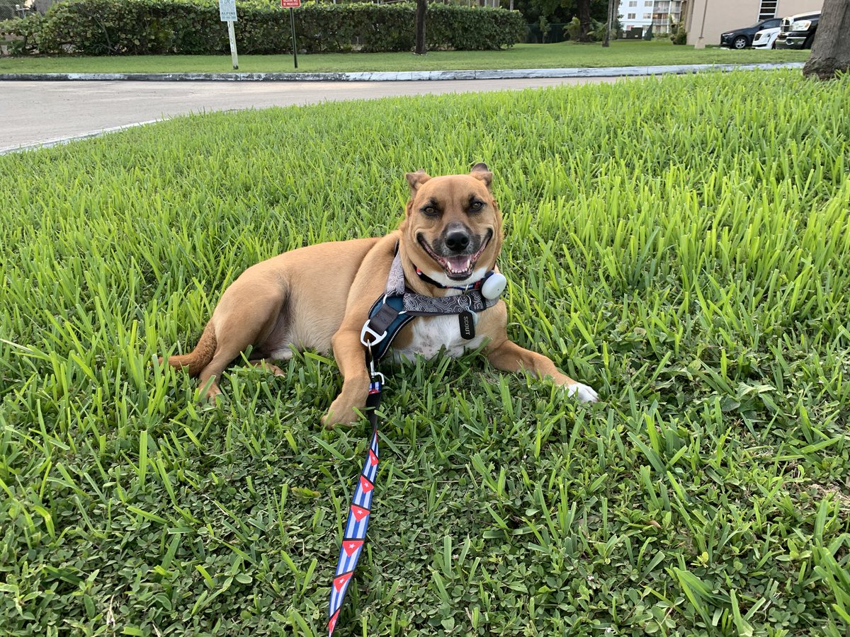 Scout Diesel tweet media