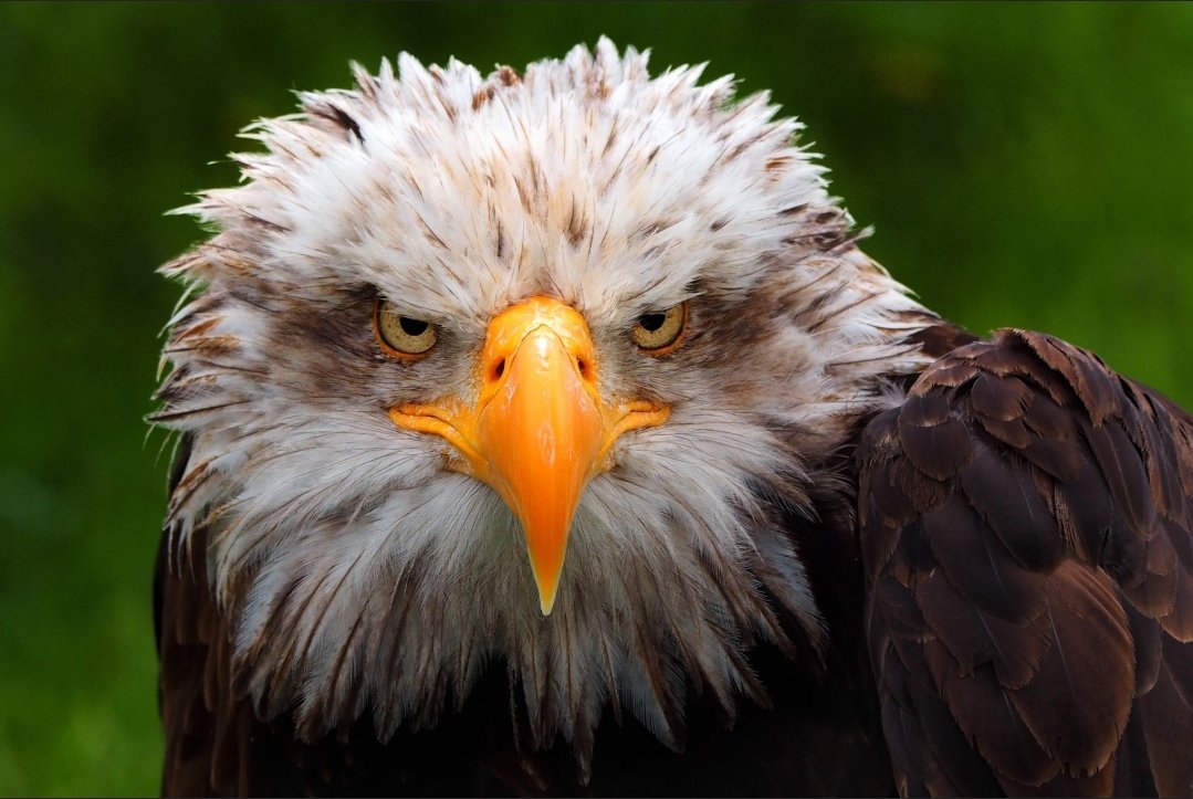 John Marshall D. Ed. tweet media