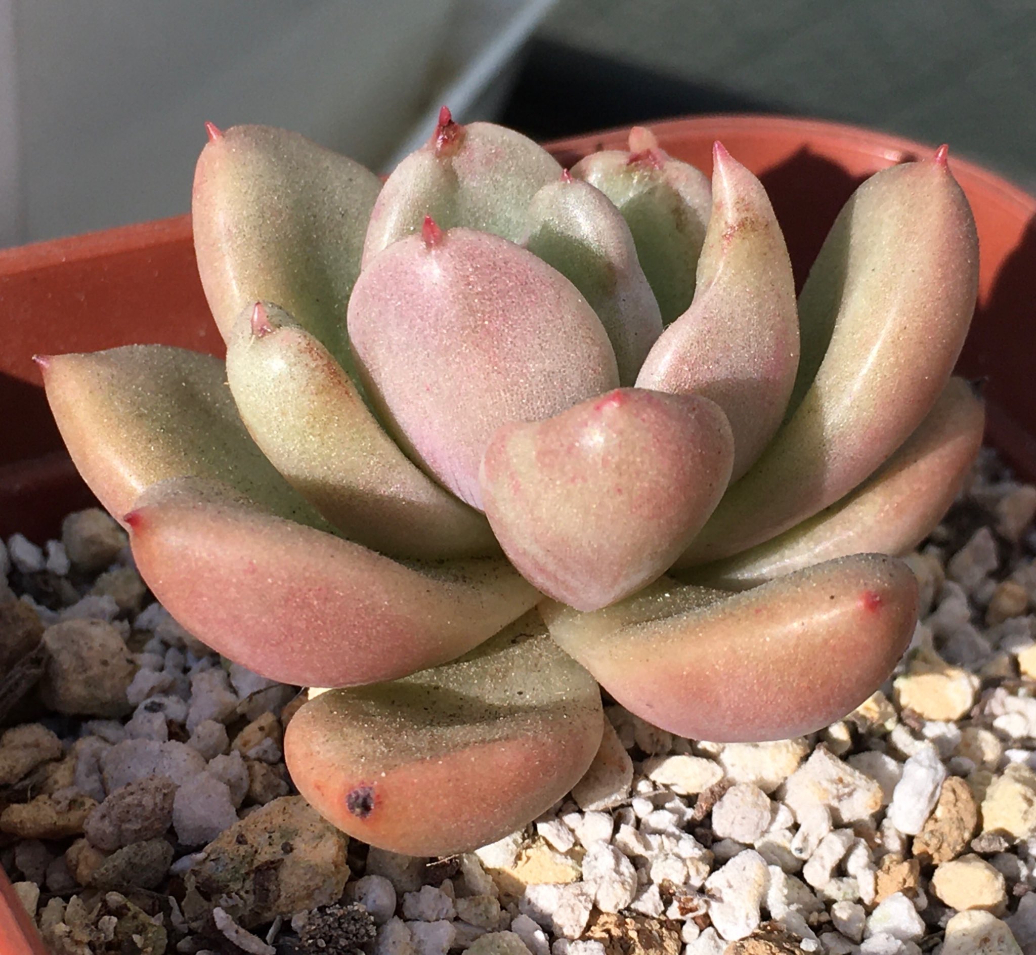 黄緑レガデーラ 多肉植物アカ Regadera93 Twitter