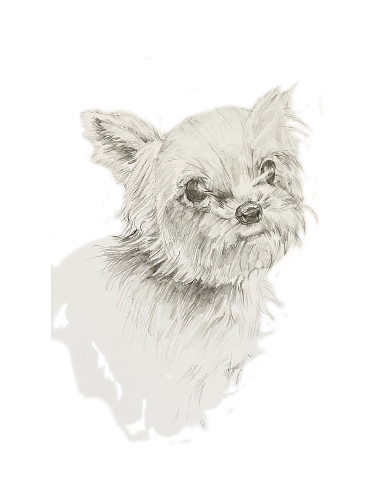 Pimor 7 友人の犬 犬 絵 絵描きさんと繋がりたい イラスト イラスト好きな人と繋がりたい アート Artist ほっこり まったり 癒し えんぴつ ペット デッサン わんちゃん ヨークシャーテリア Dog Pet T Co Ilt0b0r3lz Twitter Pimor 7 友人の犬 犬 絵 絵描きさんと繋がりたい イラスト イラスト好きな人と繋がりたい アート Artist ほっこり まったり 癒し えんぴつ ペット デッサン わんちゃん ヨークシャーテリア Dog Pet T Co Ilt0b0r3lz Twitter