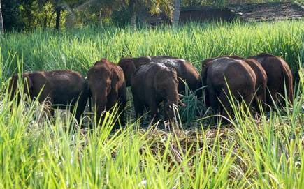 The lands near Isha Foundation have been agricultural lands, with primarily sugarcane, tamarind and banana plantations. All of these are very attractive for elephants as sources of food! Elephants come habitually when there is a shortage of food and water in the forest.