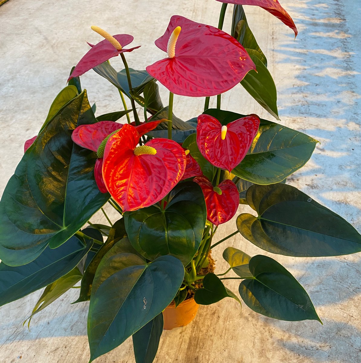 Deze mooie nieuwe #anthurium kardia grootbloemig rood 17 cm hebben we goed verkocht bij #mssales.nl #clockonline.nl en #kpssales.com #export #internationalsales #groothandel #bloemist #platform #planten #tuincentrum #europa
