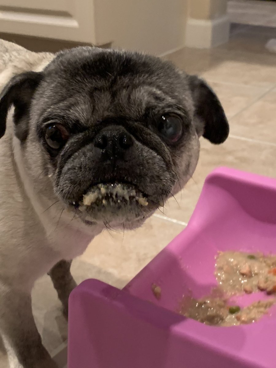 Yummy yummy!! #veteranservicedog #retired #servicedog #pugsofinstagram #puglife #pugnation #happiness #pugs #precious #puglove #pug #unconditionallove #donotdisturb #rescuedog #dinner #dinnertime <a href="/CaruPetFood/">Caru Pet Food</a> #yummy #hungry #hangry #fullbelly #messy #enjoying #eating #flufftrough