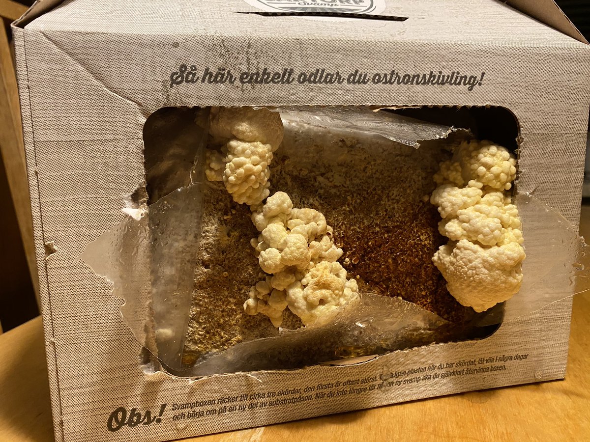 - Men hur lyckades ni erövra jorden så snabbt?
- Åh, det var enkelt. Vi la våra ägg i något vi kallade svampboxar och lockade tonårsbarn att önska det i julklapp. 
#världsrymdenanfaller