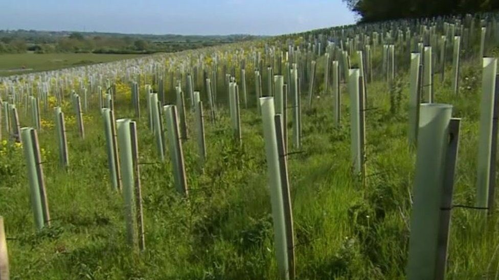 HS2 plants tiny saplings to replace trees decades and centuries old. The saplings are placed too close together so none will thrive. And HS2 does not even water them.
