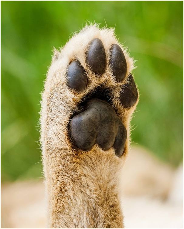 When a teacher asks you to raise your hand who wants  extra chocolate.

#wildlifetour #animalovers #animal #kenya #destination_wow #destination_wild #kenyatravel #travelphotography #travelholic #travelling #tourist #tourism #kenyasafari #safarilive #familysafari