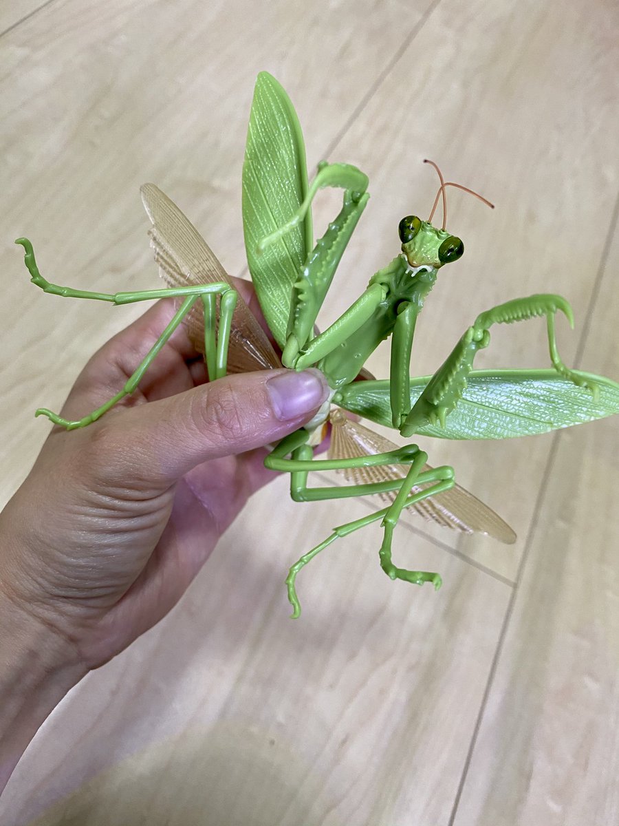 ポチ 虫画像注意 カマキリのガチャガチャ 何なの 素敵 カッコイイ 最高やん T Co La5khdjtc5 Twitter