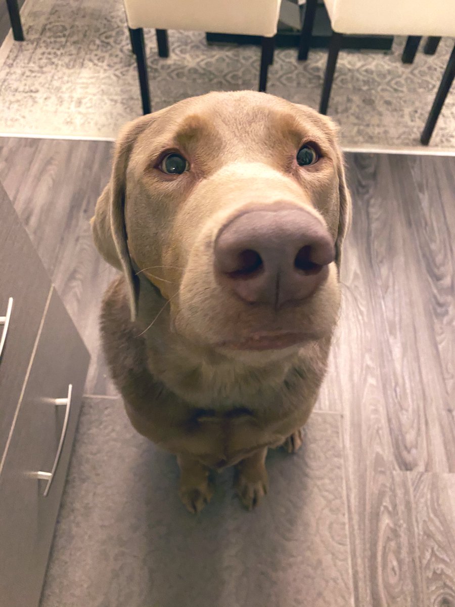 jackielconnell's tweet photo. Blue just told me that he thinks someone should throw @realDonaldTrump in jail. He said there is no time to waste. He also thinks that @TwitterSafety made a solid call in locking the orange man’s account. Also, he wants to make this hashtag a thing #dogsagainsttrump. https://t.co/QyouMn9cUh