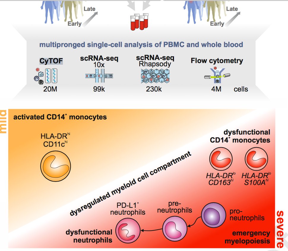 mmw_lmw's tweet photo. #Severe_COVID19 | marked by a #dysregulated_MyeloidCell compartment | Joachim Schultze @LIMES_Bonn @CellCellPress https://t.co/oEm2noGgel | #2020_ReCapAugust https://t.co/P6NhhusILU
