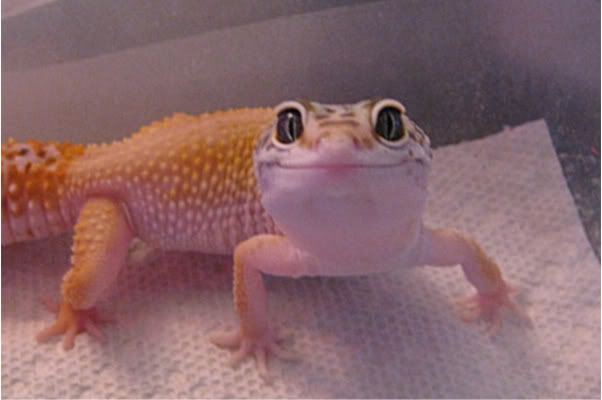TheScribeD's tweet photo. Have some geckos https://t.co/TpCjSY4PcH