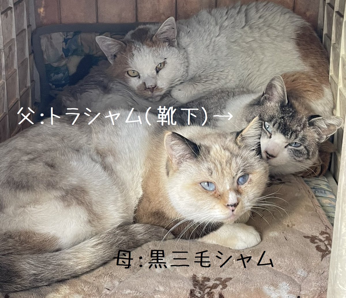 シャムネコ図鑑 トラシャム 白ブチ キジ白シャム Min T ミント