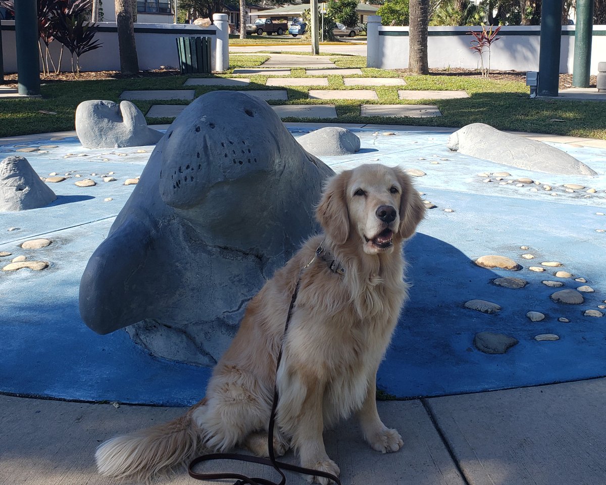 Thoughts of Belle, 'I found my friend the #manatee! Now can we go swimming?!?'

Day 297

#goldensdontgetsocialdistancing #birddog #florida #dogsofmhk #littleappledogs #goldenretriever #goldenretrieverfanclub #goldenretrieversofinstagram #goldensofinstagram