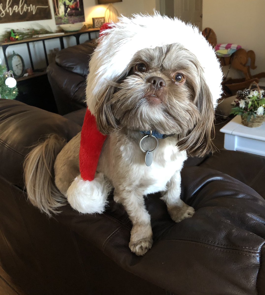 MKoceich's tweet photo. @dog_rates @bestfriends @Trupanion Makki is the kind of dog who keeps his Santa hat on and Christmas tree up most of the year☺️🧑‍🎄🎄 https://t.co/PyFsrggifI
