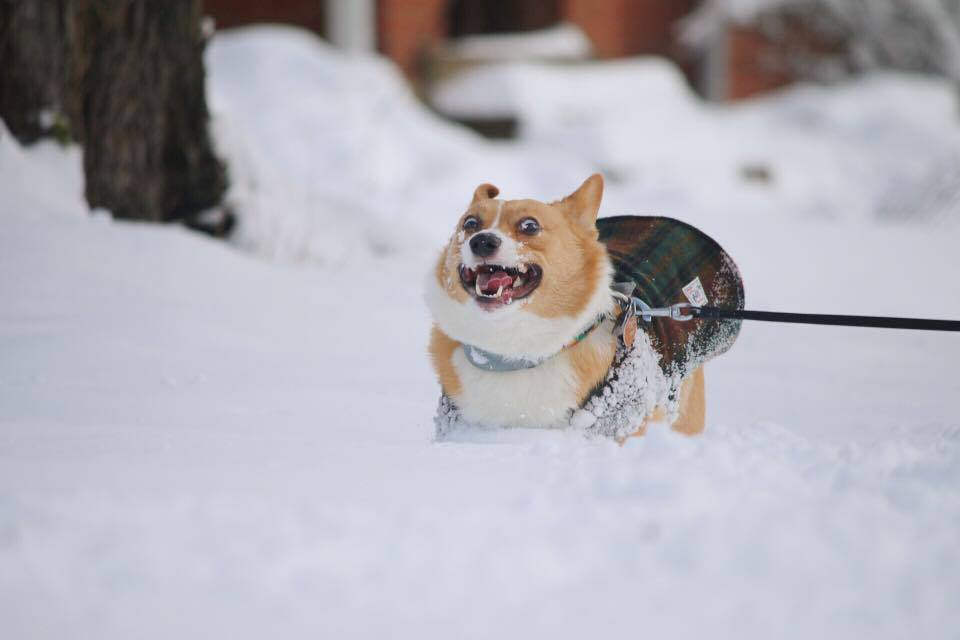 telldogisaidhi's tweet photo. @Twitch May I make an offering? My dog, Pancake, enjoying the snow. https://t.co/MOwGGYDNAU