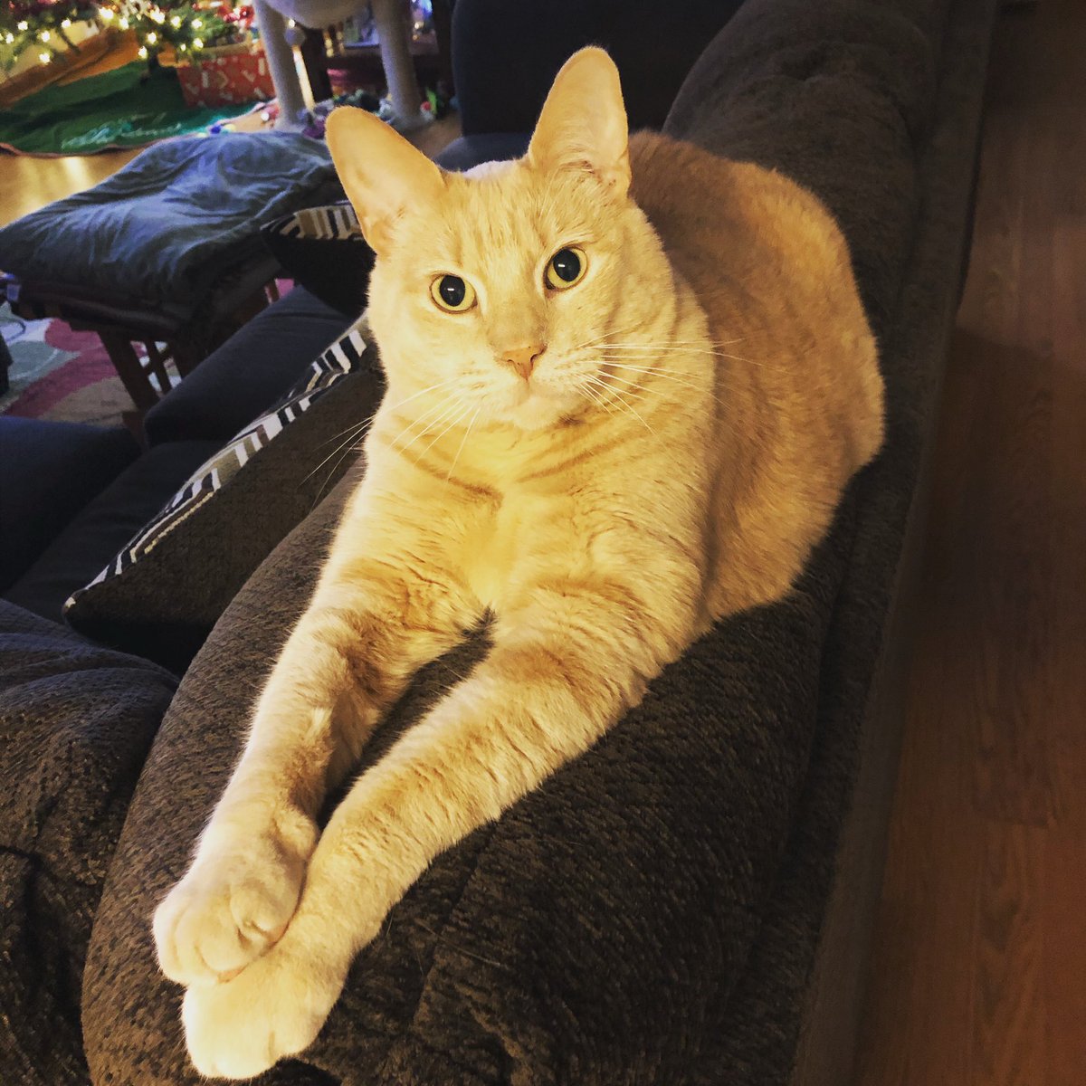 Democracy was attacked &amp; we have a mad dictator in the White House, but Peanut has decided to look at silver linings. We have both chambers of Congress and the presidency. And at the very least, their political careers will be over, and for them, that’s worse than death.