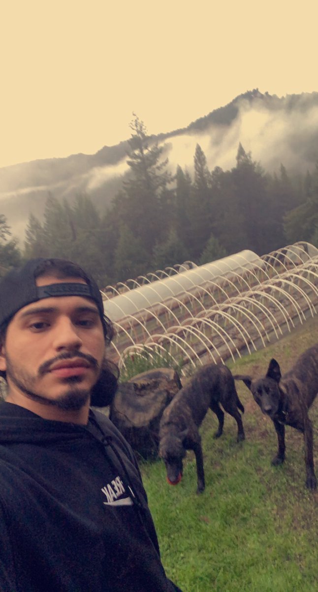 FRED_D24's tweet photo. Different type of paid vacation. #cannabisindustry #CannabisCommunity #dutchshepard #humboldt #farmer https://t.co/NAMJ2R5dth