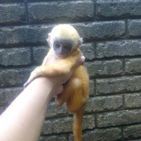 Jadi impossible ya ada yg jual monyet dari hasil captive breeding. Semua pasti hasil perburuan.Mayoritas orang Indo jg gabisa bedain mana primata yg dilindungi (misal lutung) & ga dilindungi (misal monpai). Bisnis perburuan monyet beresiko menyerang spesies primata lainnya.