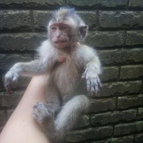 Jadi impossible ya ada yg jual monyet dari hasil captive breeding. Semua pasti hasil perburuan.Mayoritas orang Indo jg gabisa bedain mana primata yg dilindungi (misal lutung) & ga dilindungi (misal monpai). Bisnis perburuan monyet beresiko menyerang spesies primata lainnya.