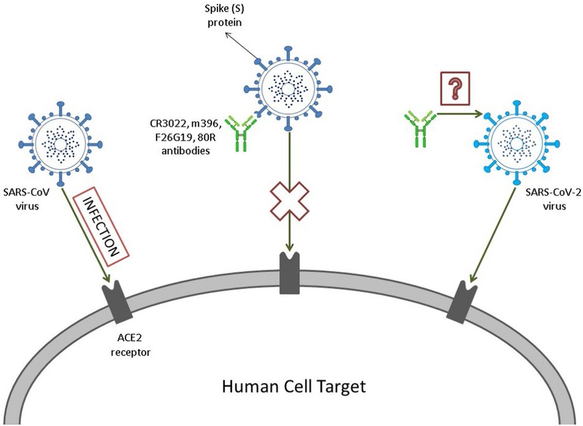 3/Mutation is in RBD region of virus - the part that grabs human cell surface receptor, ACE2. Antibodies that bind RBD can block virus from entering our cells. But an earlier report this week showed that the E484K mutation in RBD is reducing the ability of antibodies to bind. 3/6