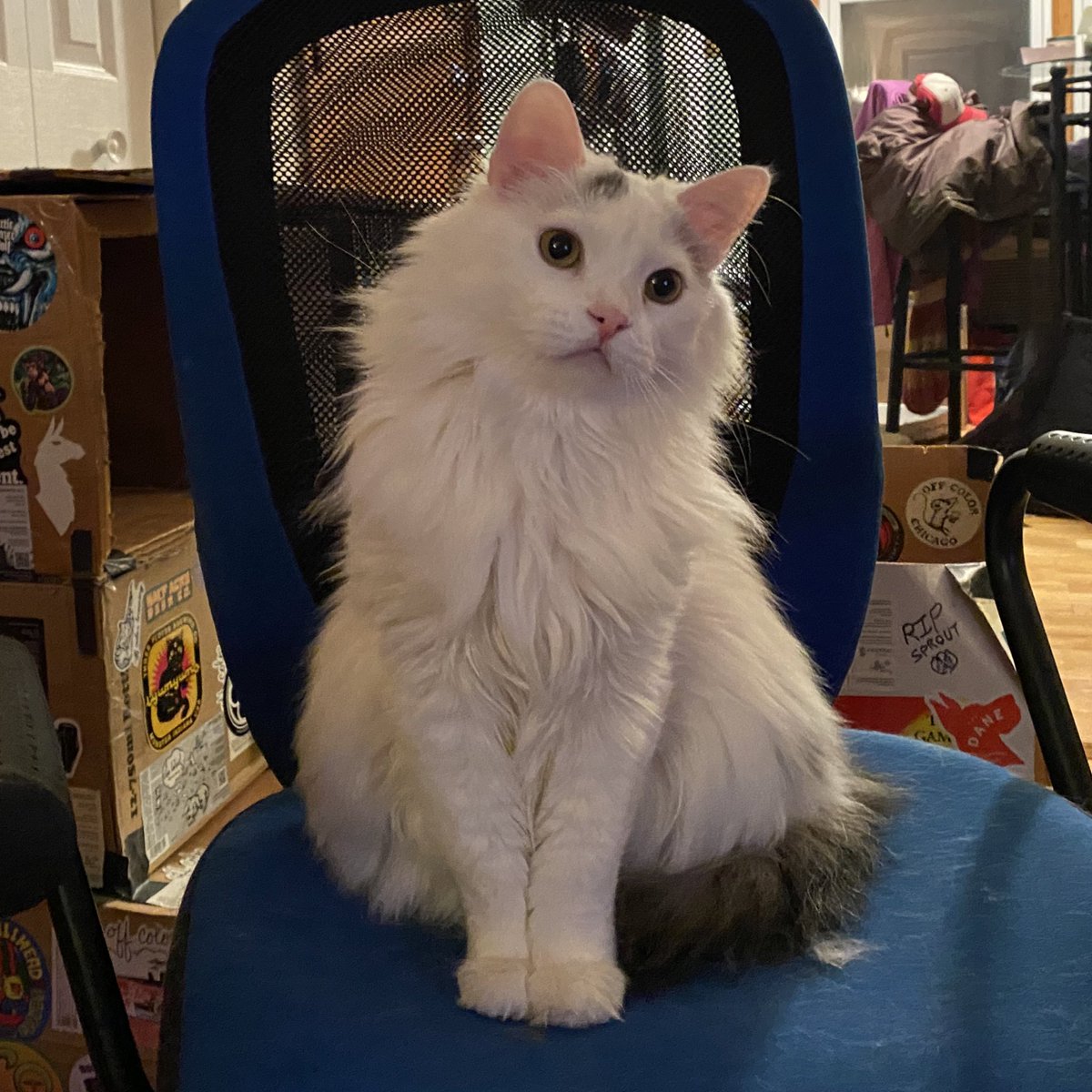 A Cat Named Bitches tweet media