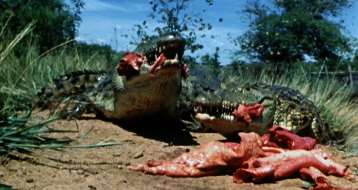 FACES OF DEATH (Schwartz, 1978)