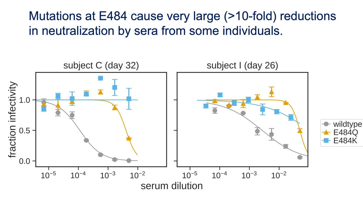 4/They found that the neutralizing activity of convalescent sera (rich in polyclonal antibodies) was reduced >10-fold against this variant. But they also found some sera samples that still neutralized it, perhaps because antibodies could still bind to other critical regions. 4/6