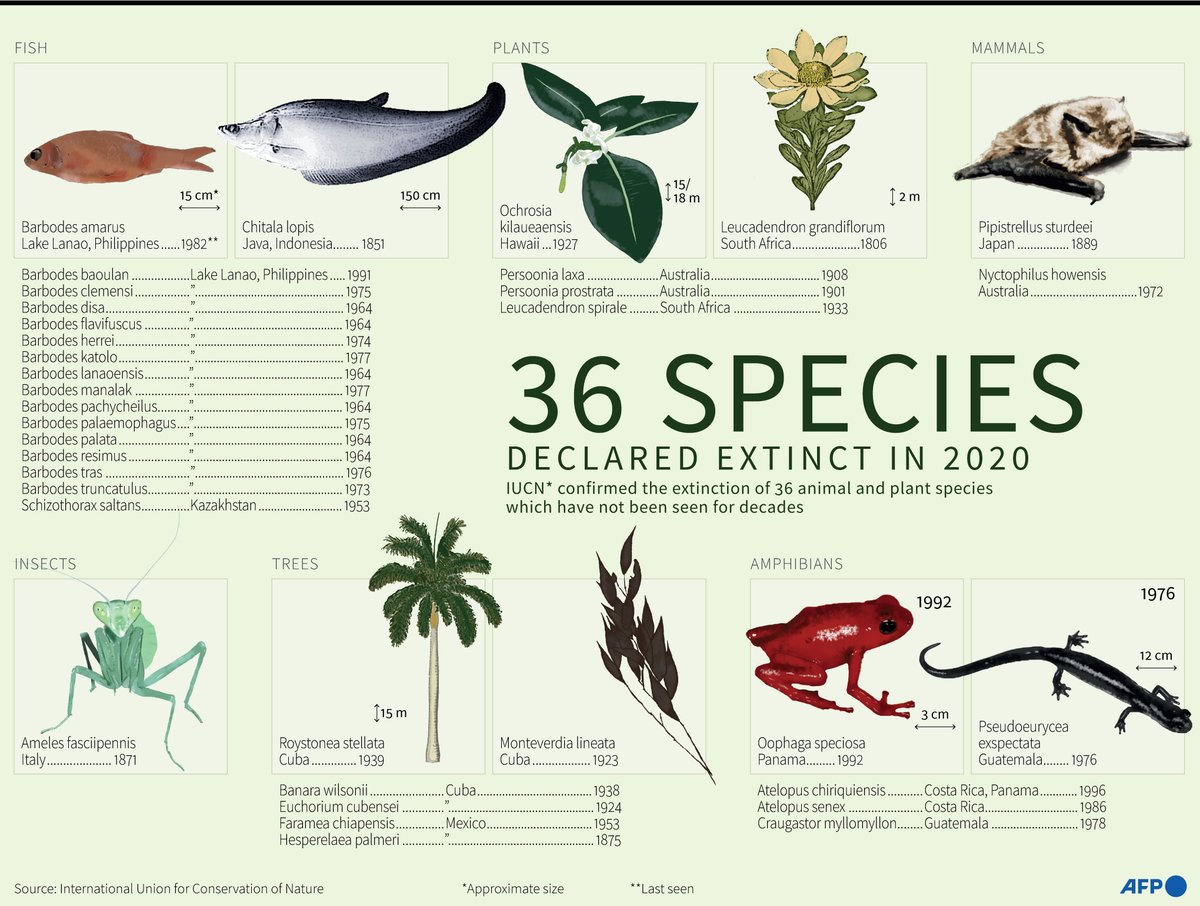 AFP News Agency's tweet - "36 plant and animal species declared extinct in 2020. The International Union for Conservation of Nature (IUCN) confirmed the extinction in 2020 of 36 plant and animal