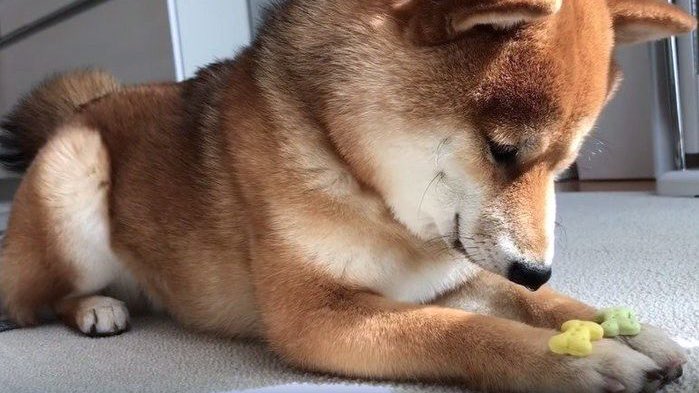 チキン ありがとうございます 犬の辛抱強さを見習って コロナ禍を乗り越えたいと思います