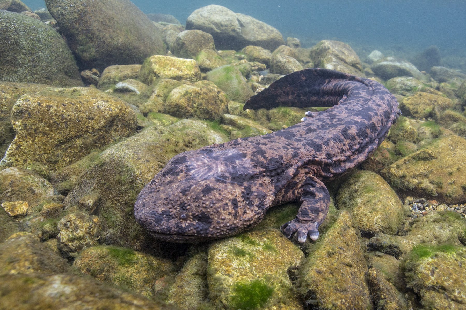 wetgeving kleurstof Augment GOOD CHOICE TOKYO on Twitter: "The world's third largest salamander is  endemic to Japan! The Japanese giant salamander grows up to 5 feet long and  lives up to 80 years! In the