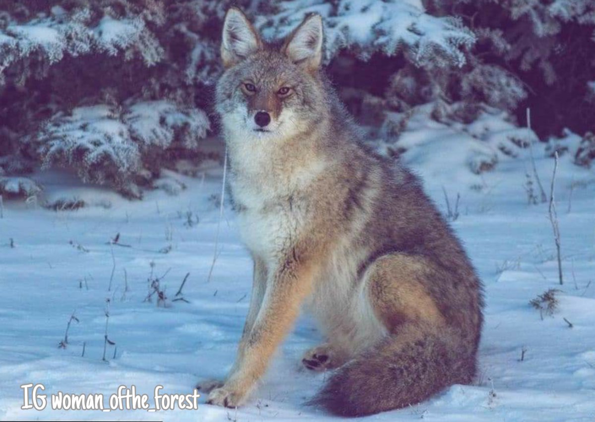 CoyoteWatchCAN's tweet photo. #WildlifeWednesday
“Study nature, love nature, stay close to nature. It will never fail you.”
- Frank Lloyd Wright
'Beautiful #Coyote' Reposted IG with permission by gifted photographer @woman_ofthe_forest #coyotephotography #songdog #iamcwc #cbcsask #skpoli #wildlifewednesday https://t.co/kioD3TwX9Y