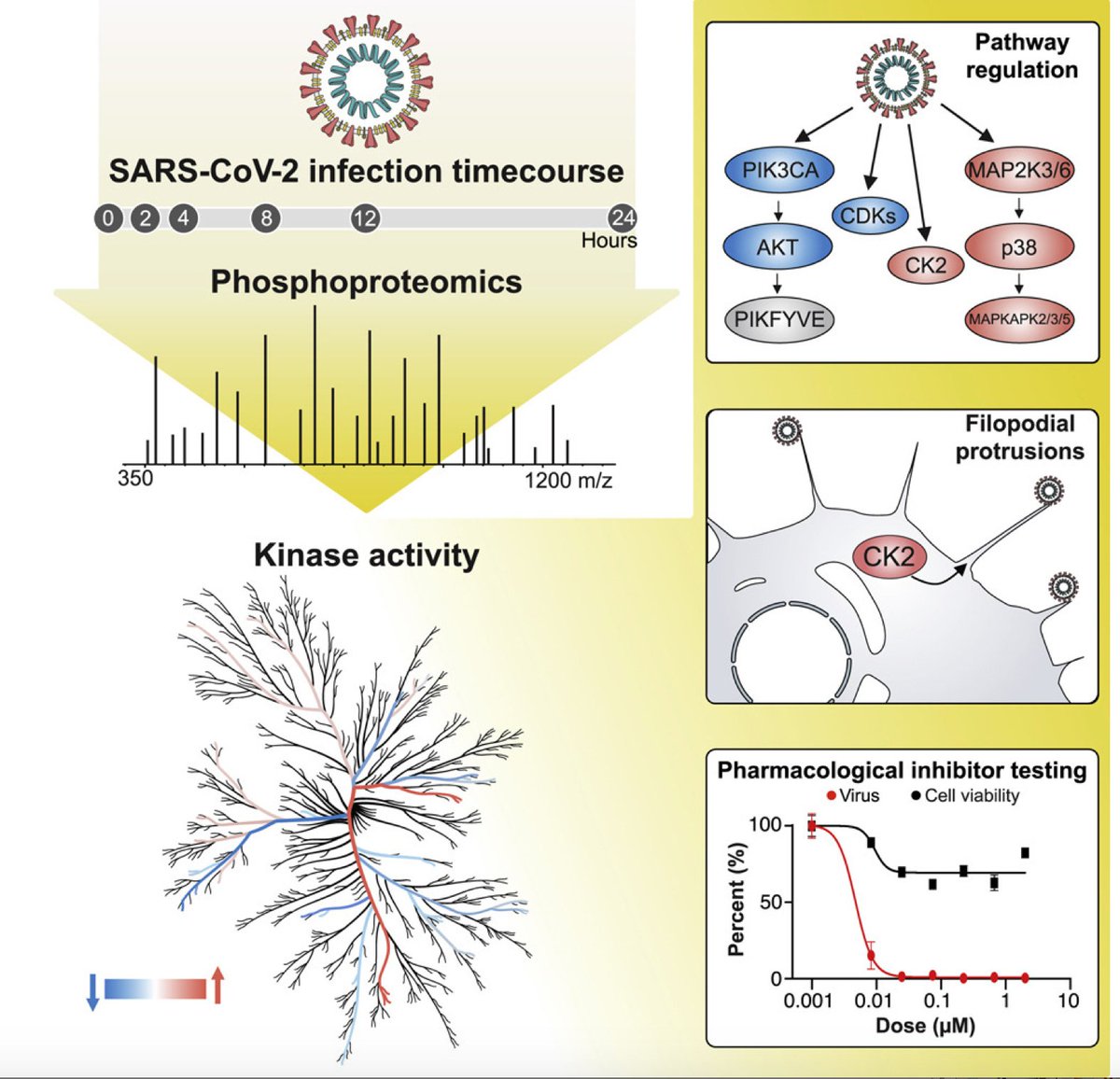 mmw_lmw's tweet photo. The #Global_Phosphorylation Landscape of #SARSCoV2_Infection | Nevan Krogan @QBI_UCSF @CellCellPress https://t.co/gSpxei5lhx | #2020_ReCapAugust https://t.co/3rmlwBxX8u